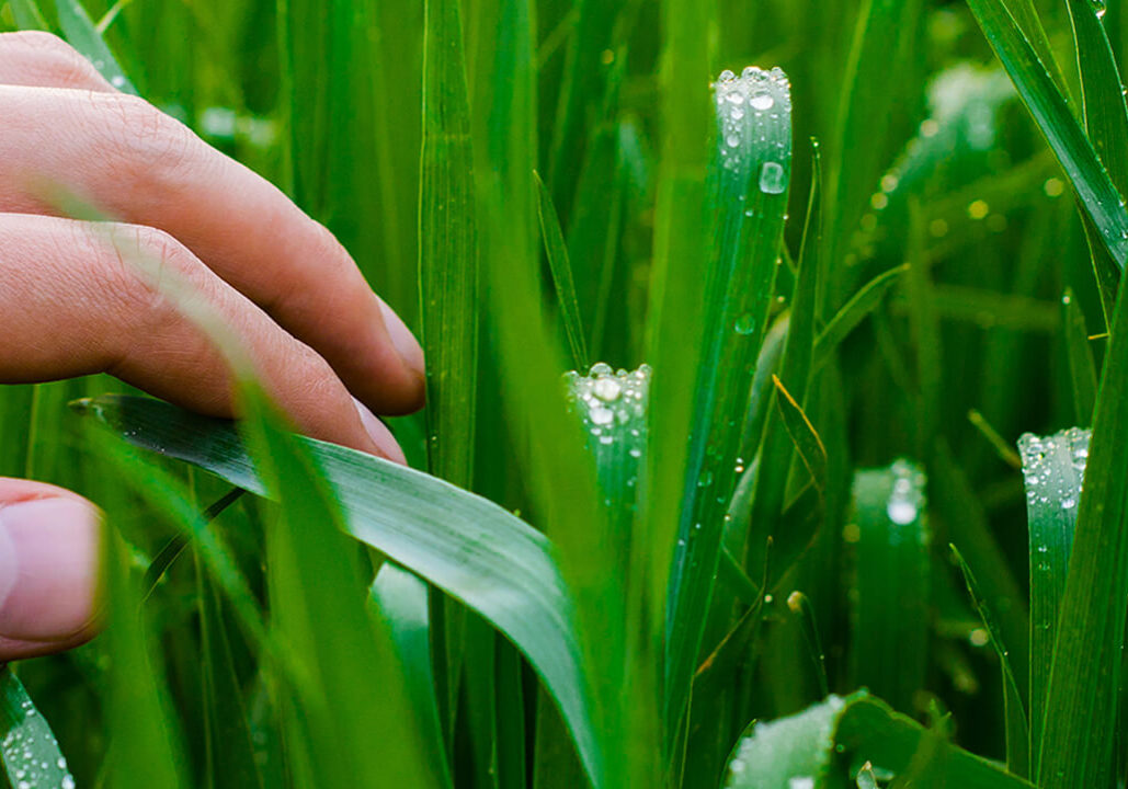 CropSolutions-footer CropSolutions-footer